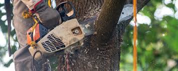 Professional  Tree Services in East Wenatchee, WA